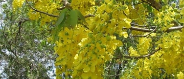 Sinameki Kullanımı ve Faydaları Nelerdir? Sinameki Kullanımı ve Faydaları Nelerdir?