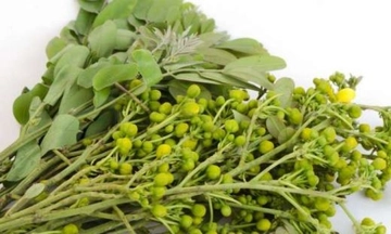 Sinameki Faydaları Nelerdir? Sinameki Faydaları Nelerdir?