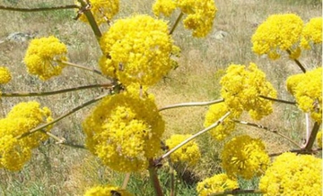 Sinameki Yağı Özellikleri ve Faydaları Nelerdir? Sinameki Yağı Özellikleri ve Faydaları Nelerdir?